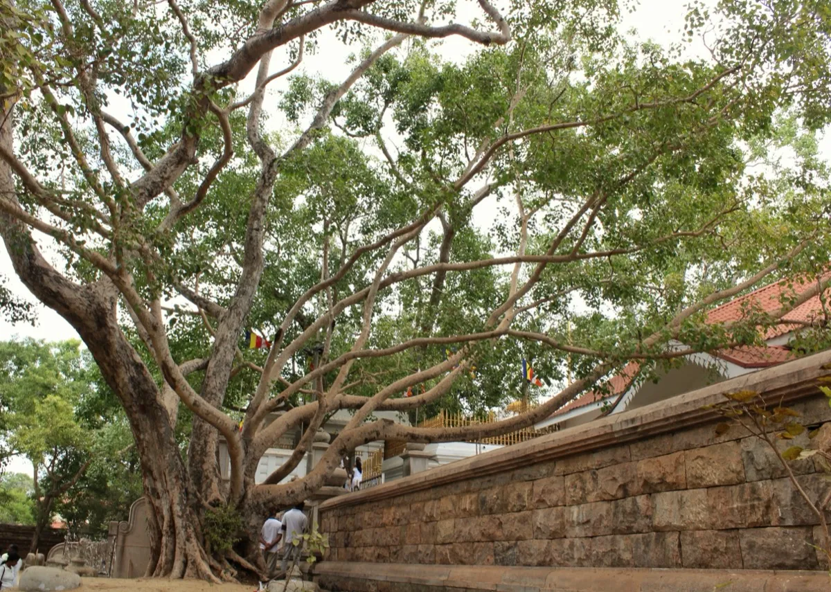 A huge spreading bo tree beside a stone terrace wall in the Sri Maha Bodhi temple grounds, Anuradhapura
