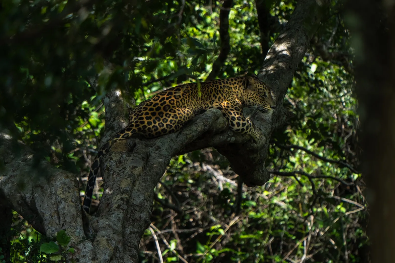 A Sri Lankan leopard lying along a thick tree branch in Wilpattu National Park, its spotted coat lit against shadowy forest