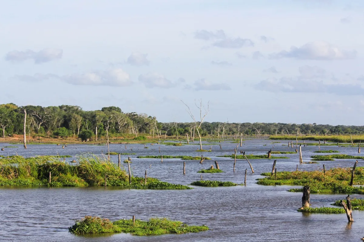 A broad shallow lake in Wilpattu National Park dotted with green grass islands and bleached tree stumps, forest along the far bank under a pale sky