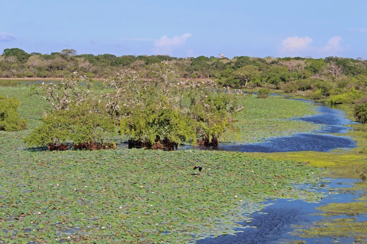 The bird lake at Kumana National Park, a sheet of water lilies with clumps of trees in the water crowded with nesting white birds