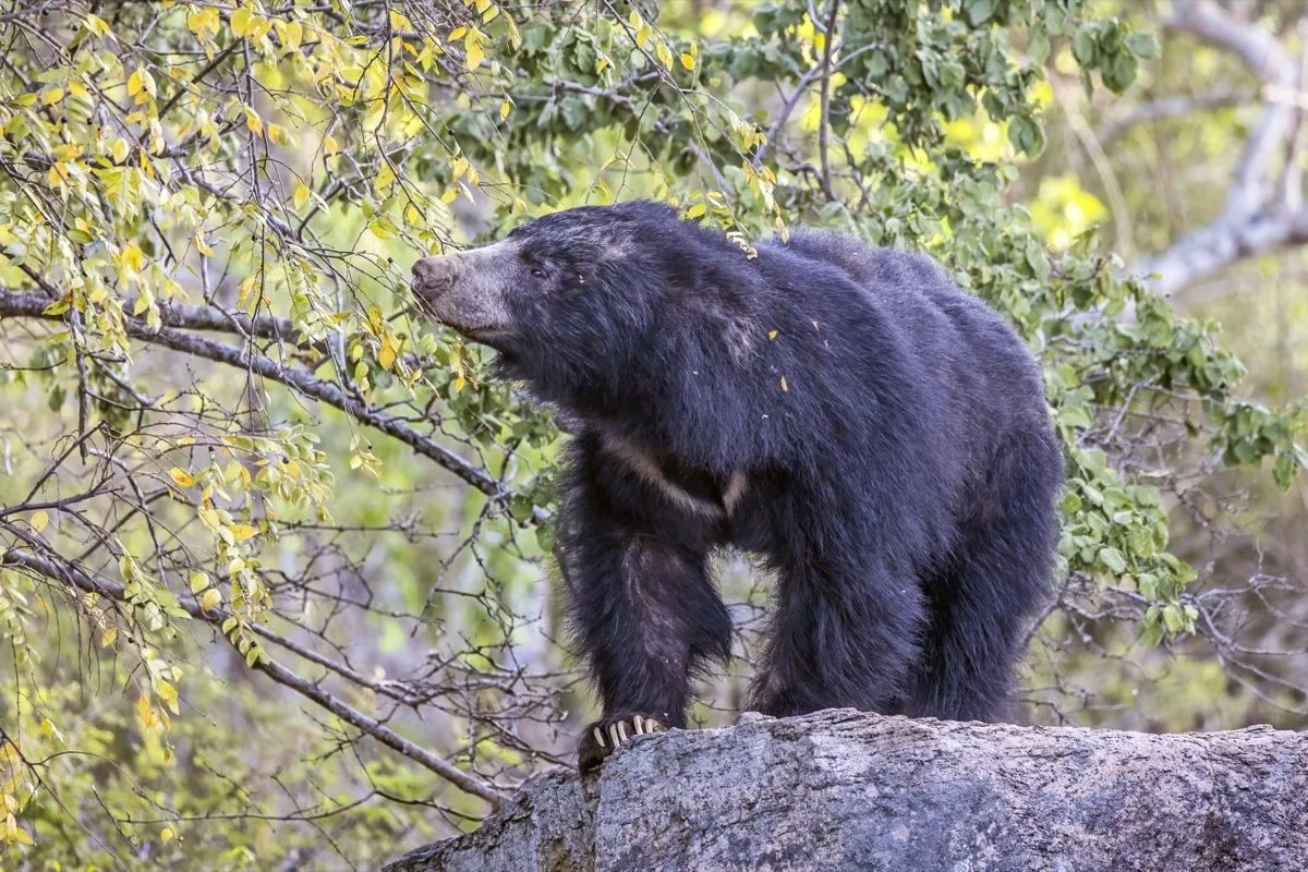 A shaggy black Sri Lankan sloth bear with a pale snout climbing onto a grey rock among leafy scrub