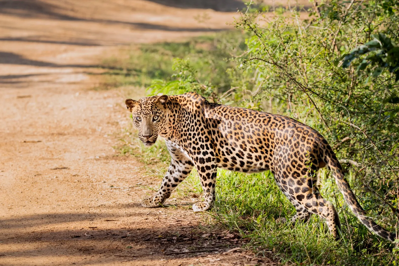 A Sri Lankan leopard steps off a sandy track in Yala National Park and looks back over its shoulder