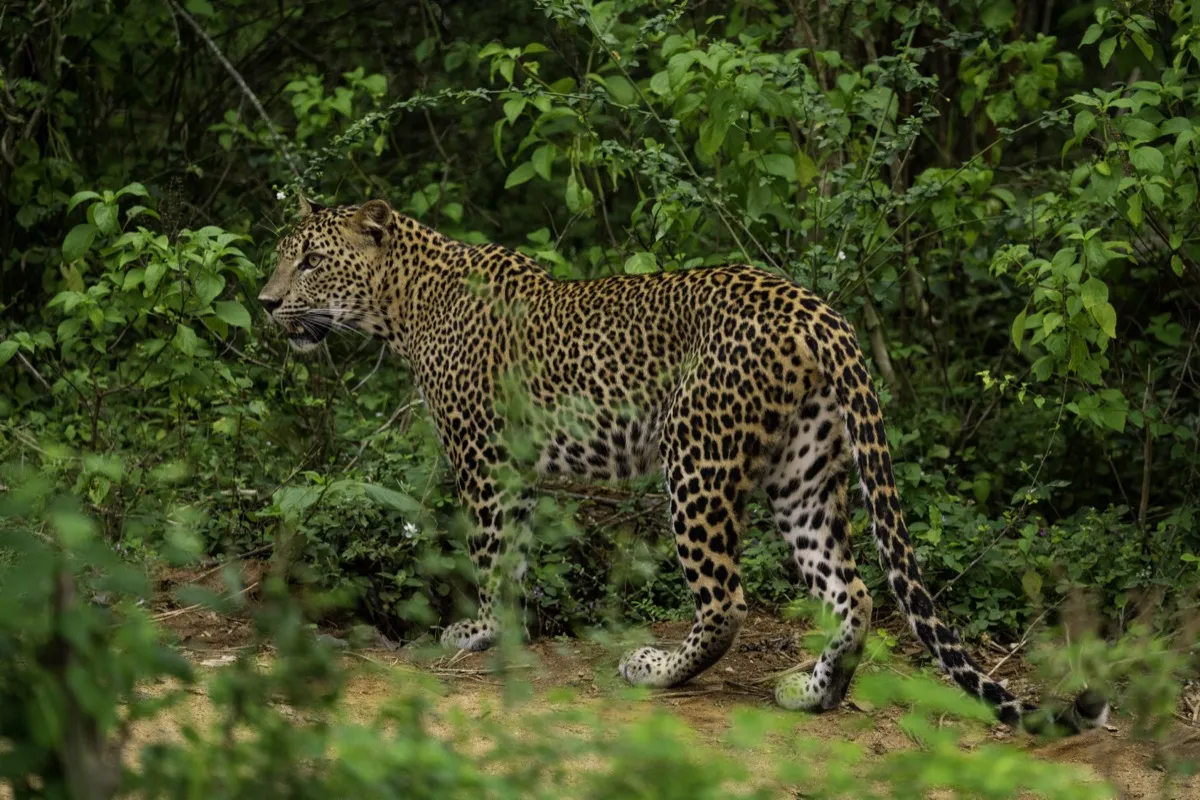 A young female Sri Lankan leopard stands in green undergrowth in Yala National Park