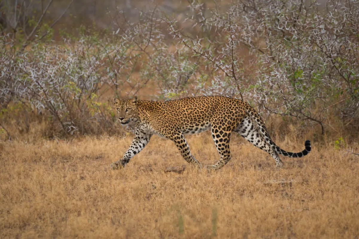 A Sri Lankan leopard walks across dry yellow grass in Yala during the dry season