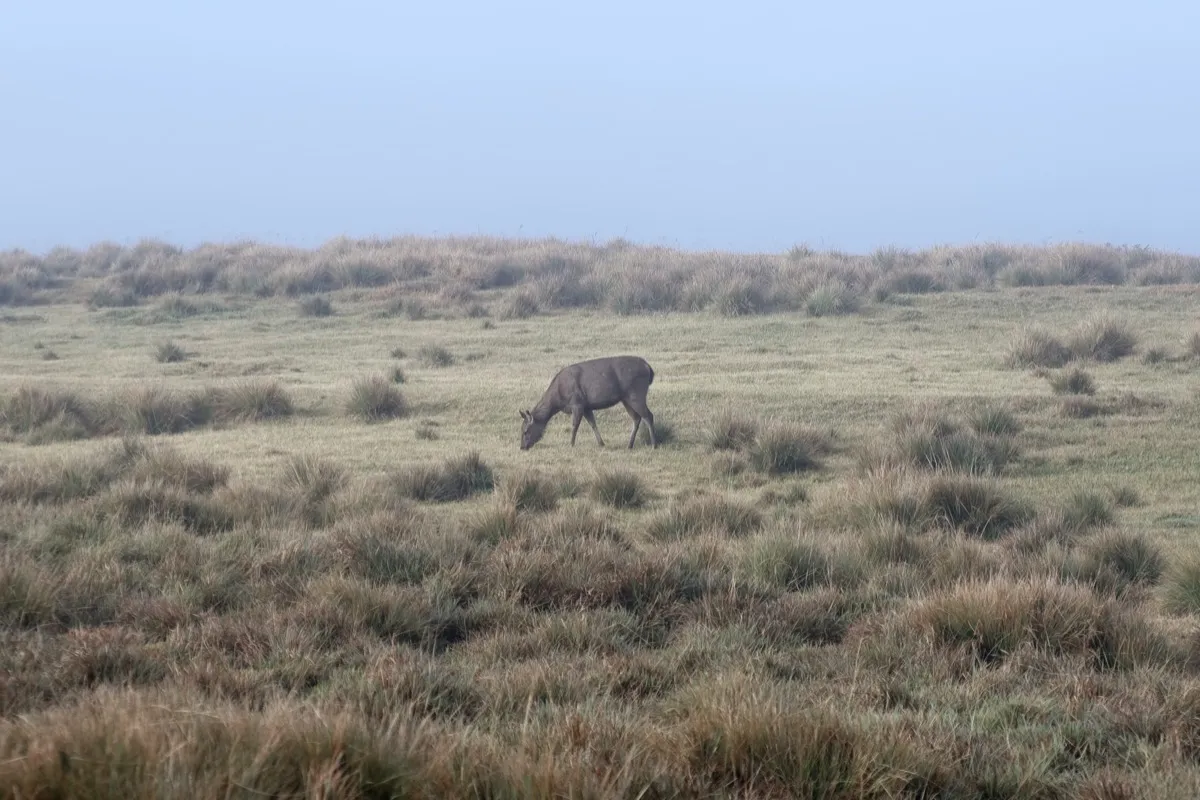 A sambar deer grazing alone on misty tussock grassland in Horton Plains