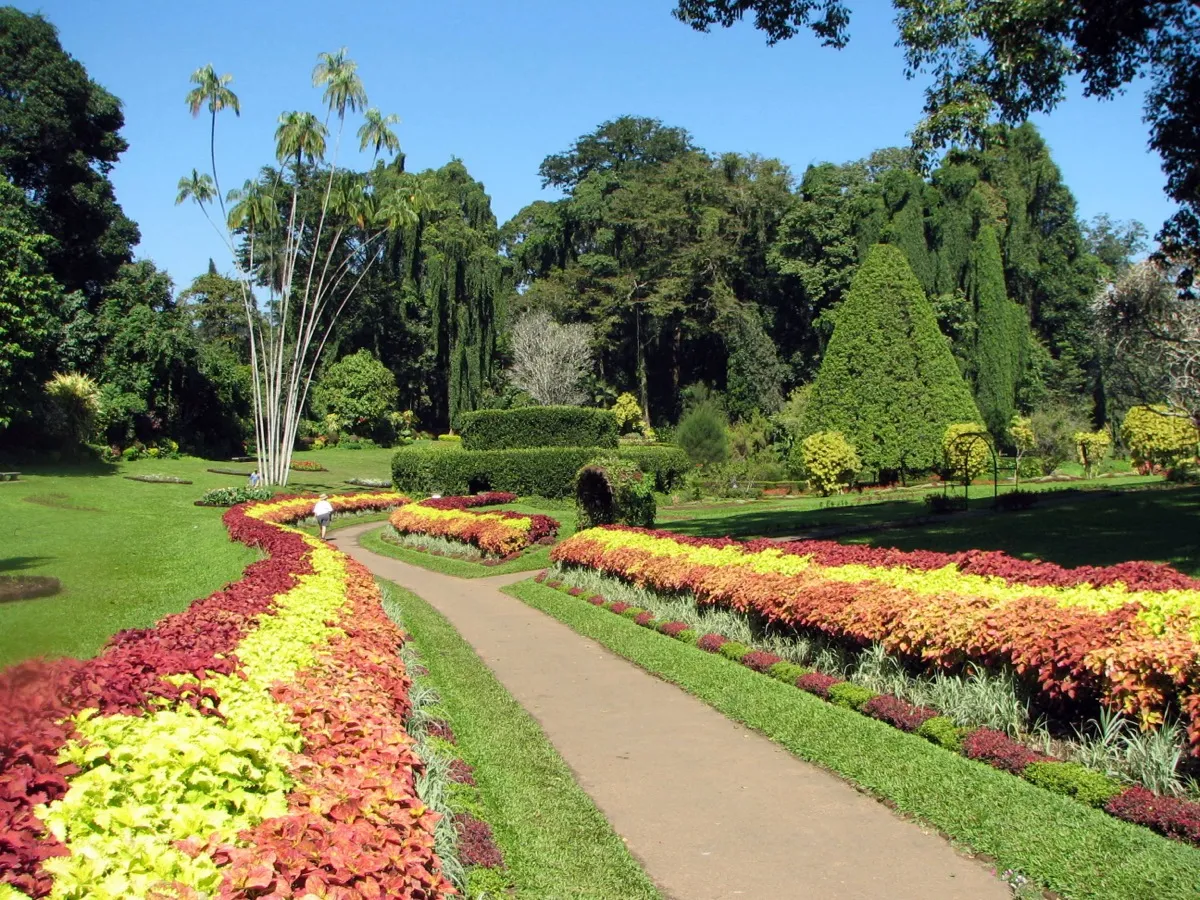 A curving path through bright red and yellow flower borders at the Royal Botanic Gardens in Peradeniya, with palms and tall trees behind