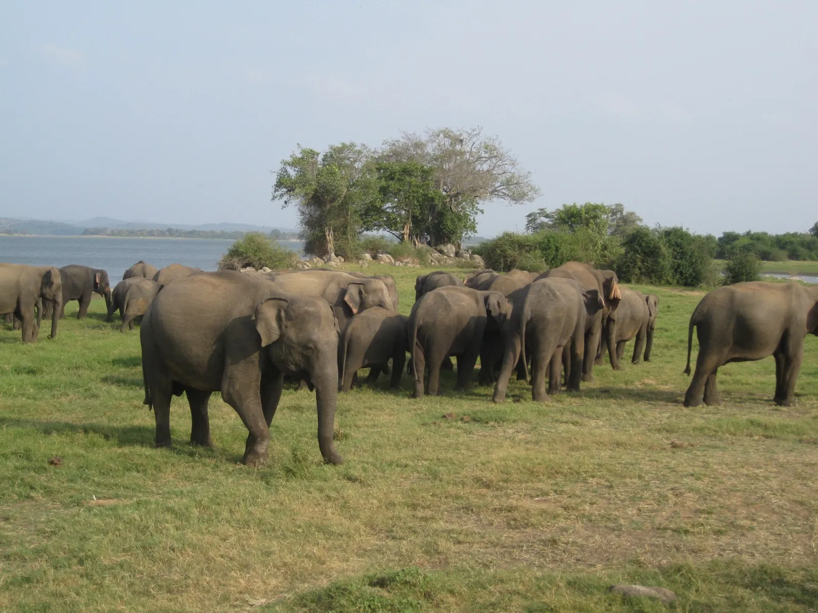 A big herd of wild elephants grazing on short grass beside Minneriya reservoir, with a stand of trees behind