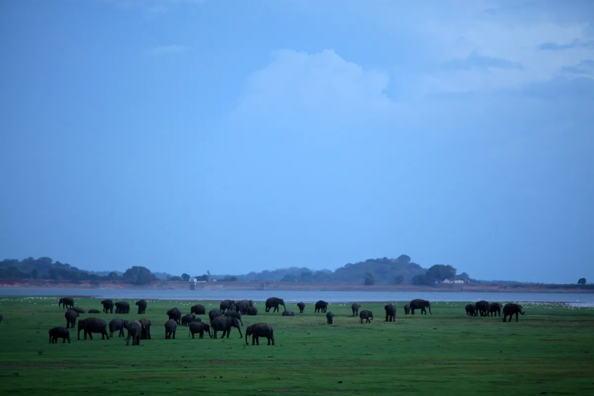 Dozens of elephants scattered across the green plain at Minneriya at dusk, with the reservoir and hills behind