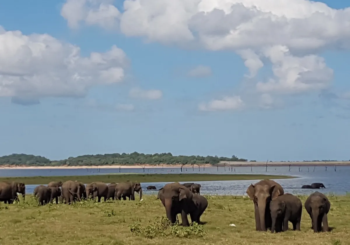 Herds of elephants with calves grazing on grass beside Kaudulla reservoir under a blue sky