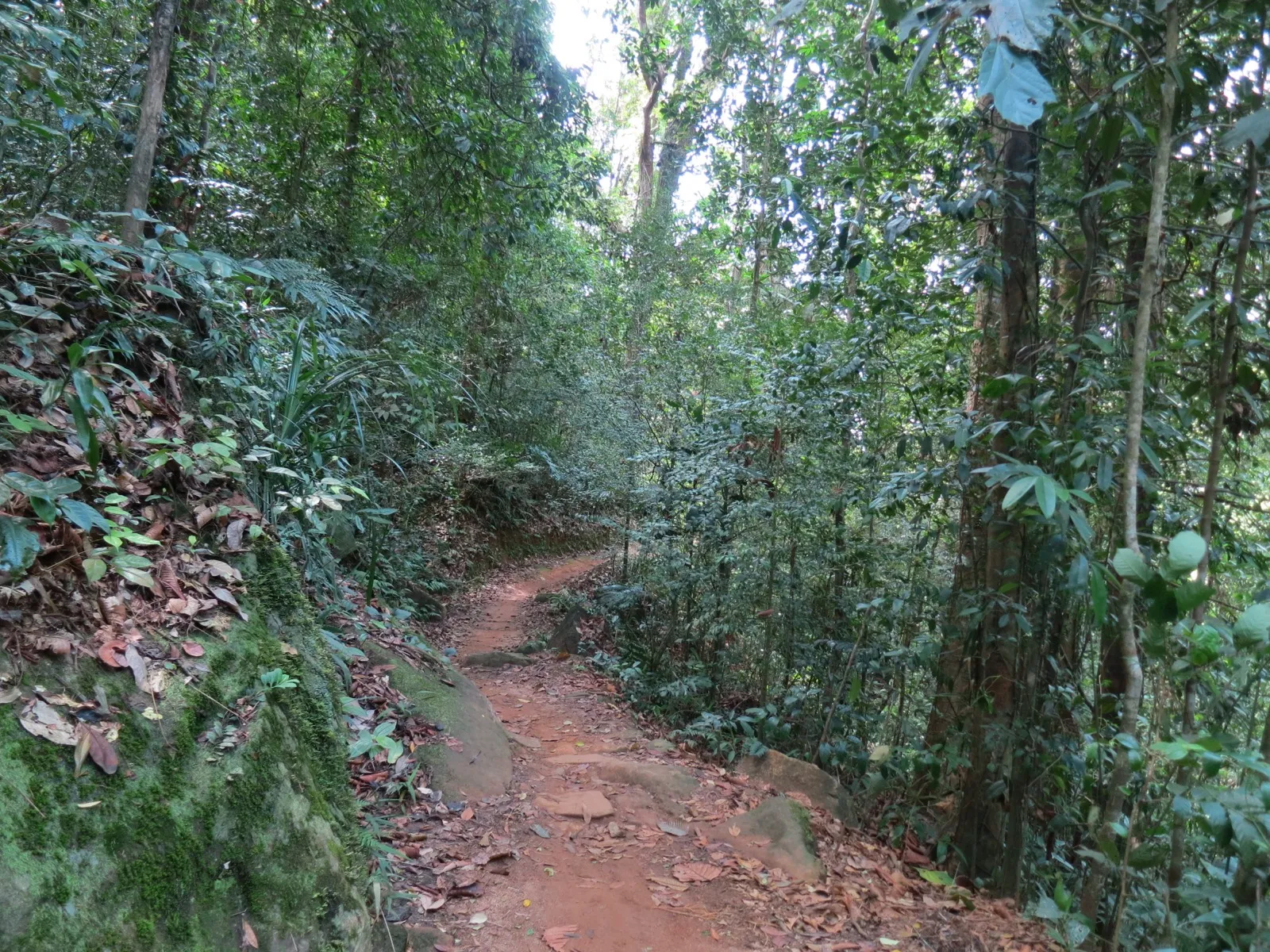 A narrow dirt path covered in fallen leaves winding through dense green rainforest