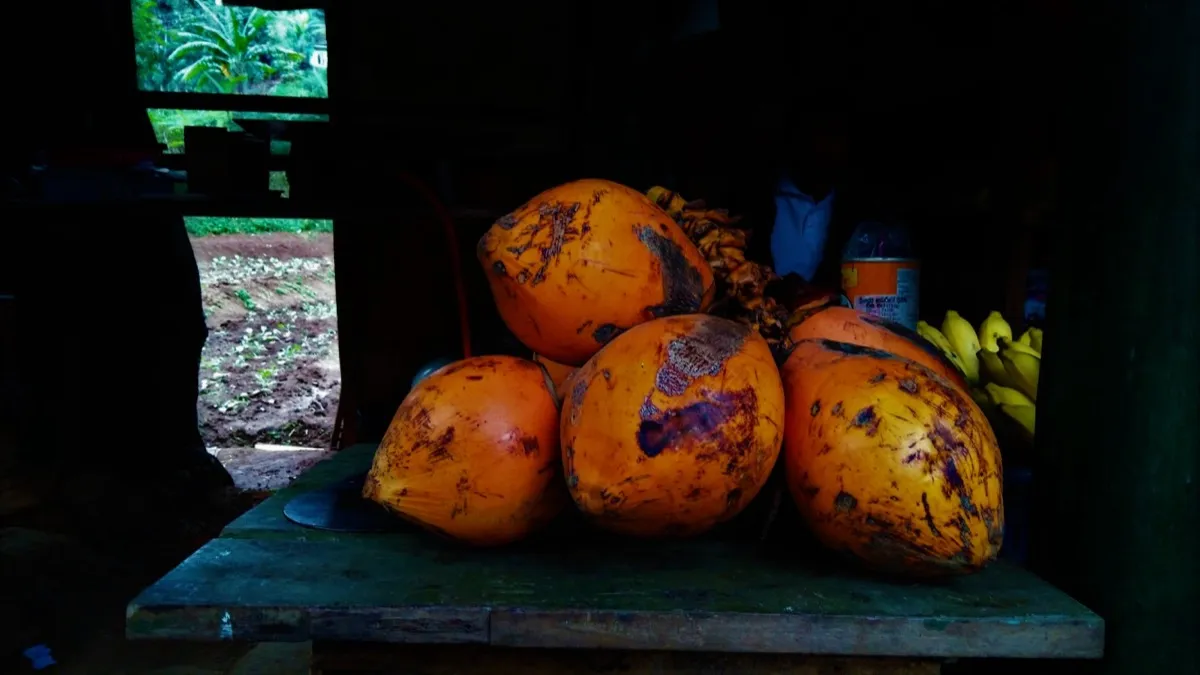 Orange king coconuts piled on a wooden table at a roadside stall