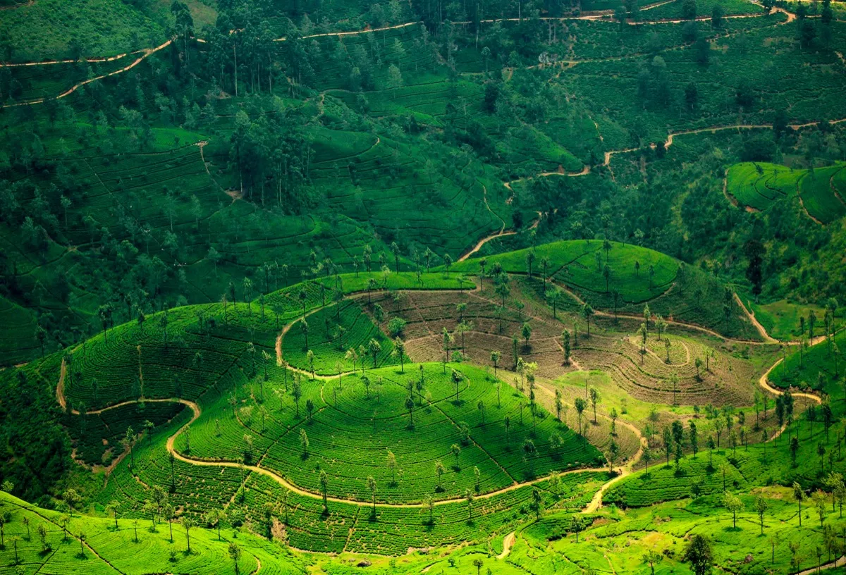 Rolling hills of tea bushes and tall shade trees in Sri Lanka's hill country, threaded by narrow winding estate roads