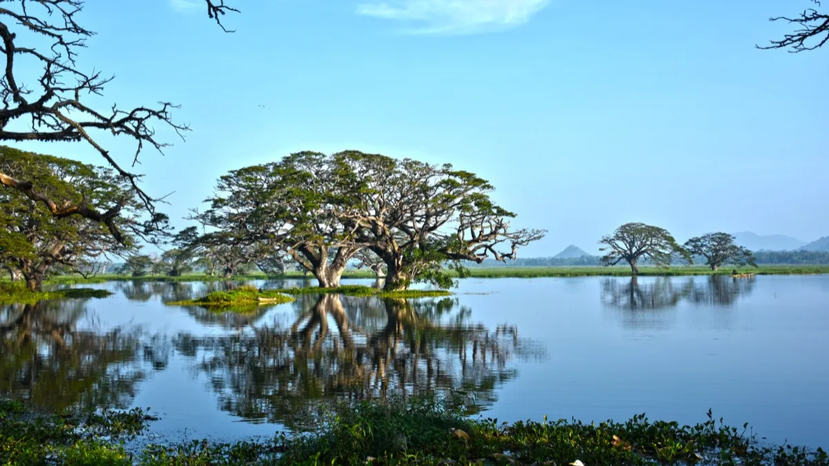 Spreading rain trees reflected in the still water of Tissa Wewa at Tissamaharama under a clear blue morning sky