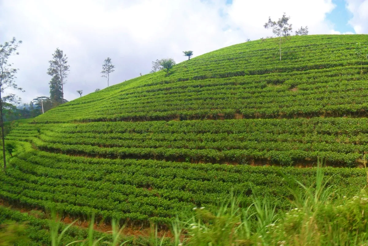 Rows of bright green tea bushes cover a rounded hillside, with a few tall trees on top