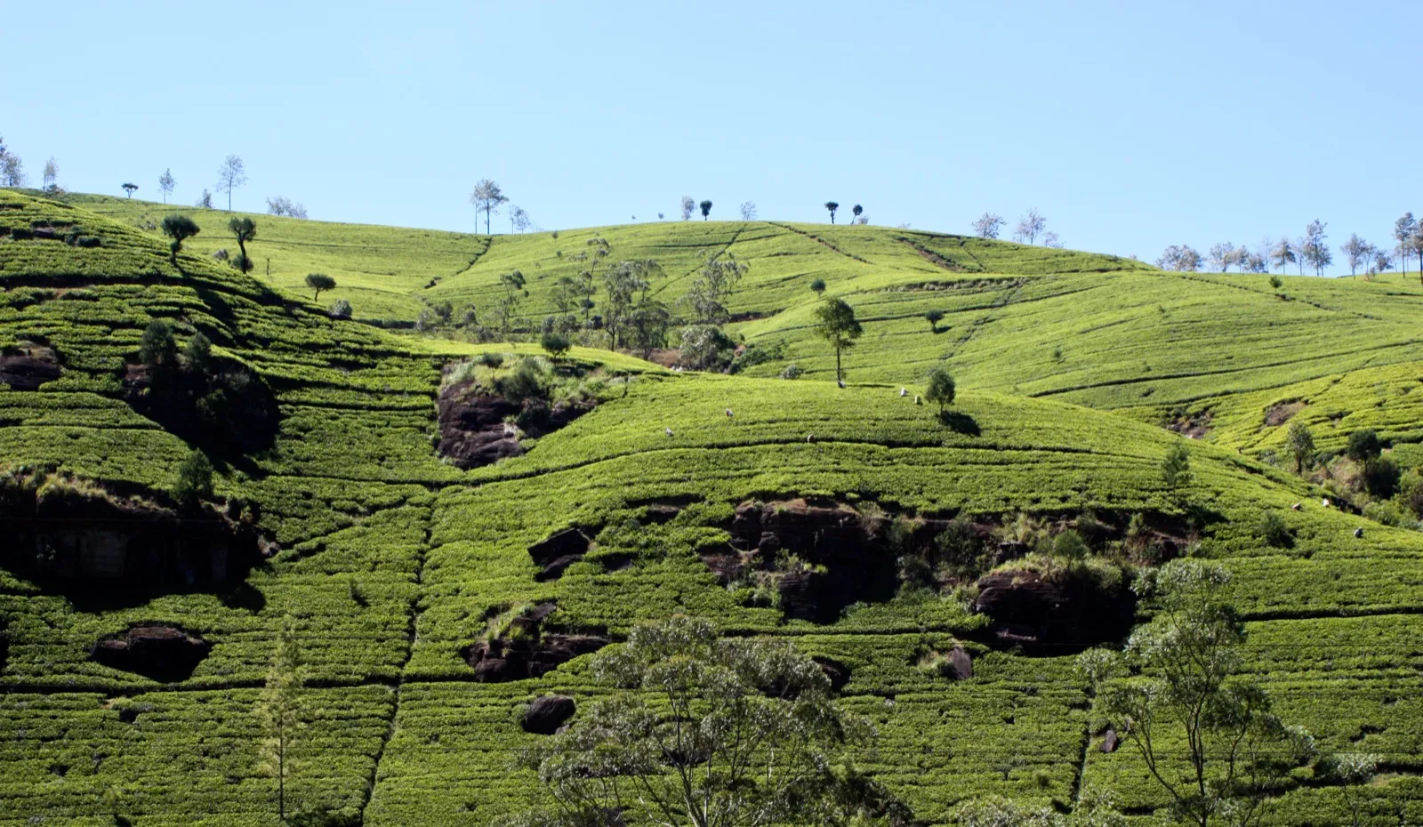 Bright green tea bushes covering rolling hills on the Labookellie estate near Nuwara Eliya under a clear blue sky