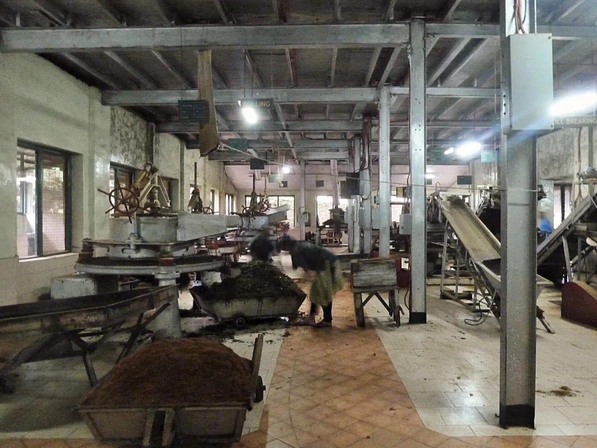 The rolling room of a tea factory with large round rolling machines, carts heaped with rolled tea leaf and a worker sorting leaf