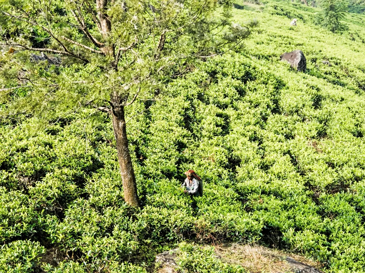A steep green tea slope with a single tea plucker working among the bushes beside a tree