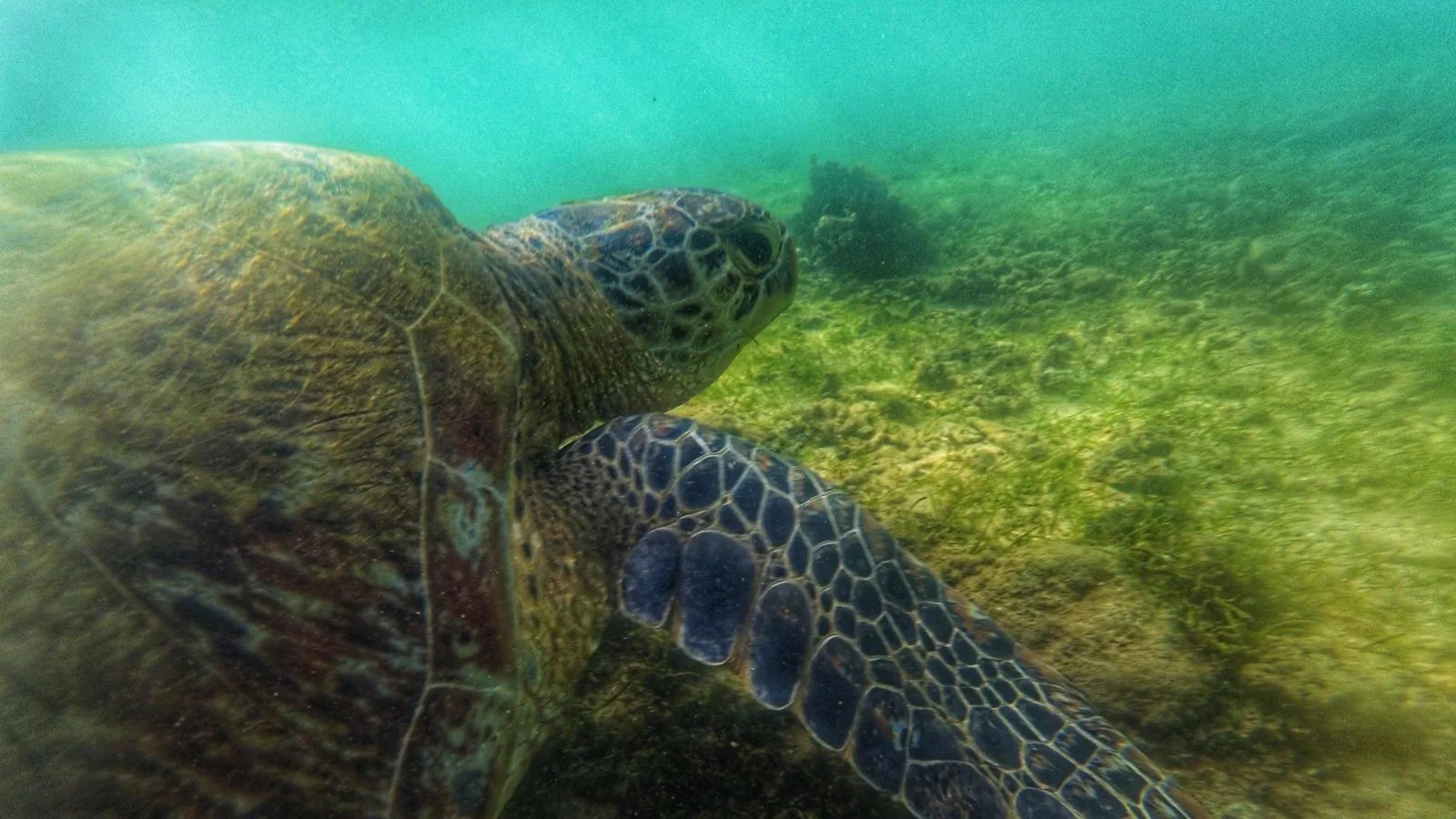 A green sea turtle gliding over seagrass in clear shallow water, its patterned flipper extended