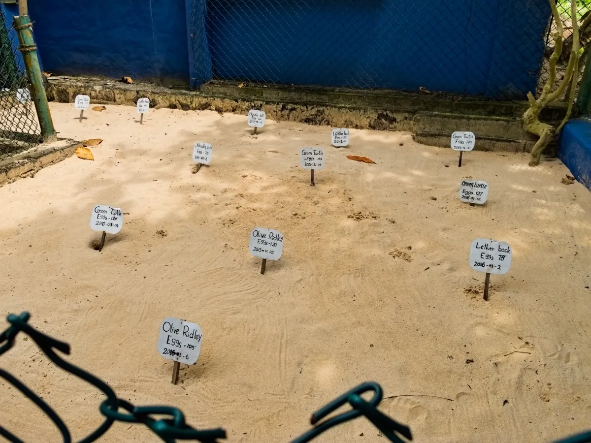 A fenced patch of sand at a turtle hatchery with small hand-written signs marking buried nests by species, egg count and date