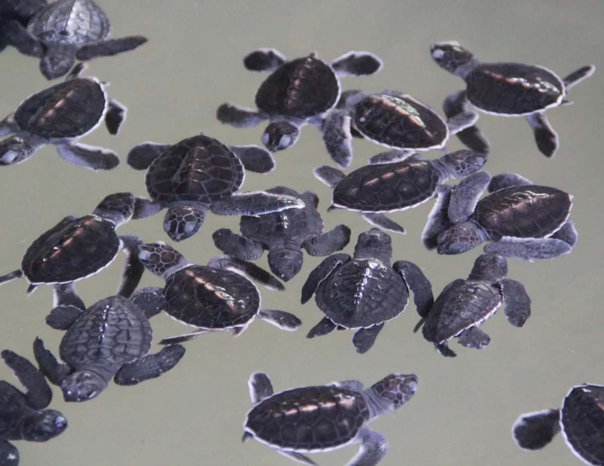 Dozens of green turtle hatchlings crowded together in a shallow tank of murky water at a hatchery