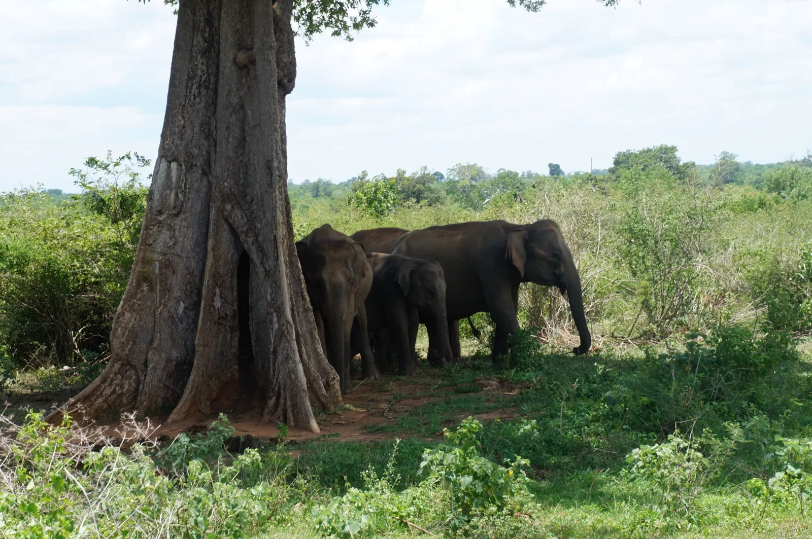 Wild elephants, including a calf, standing in the shade of a big tree in the scrub of Udawalawe National Park