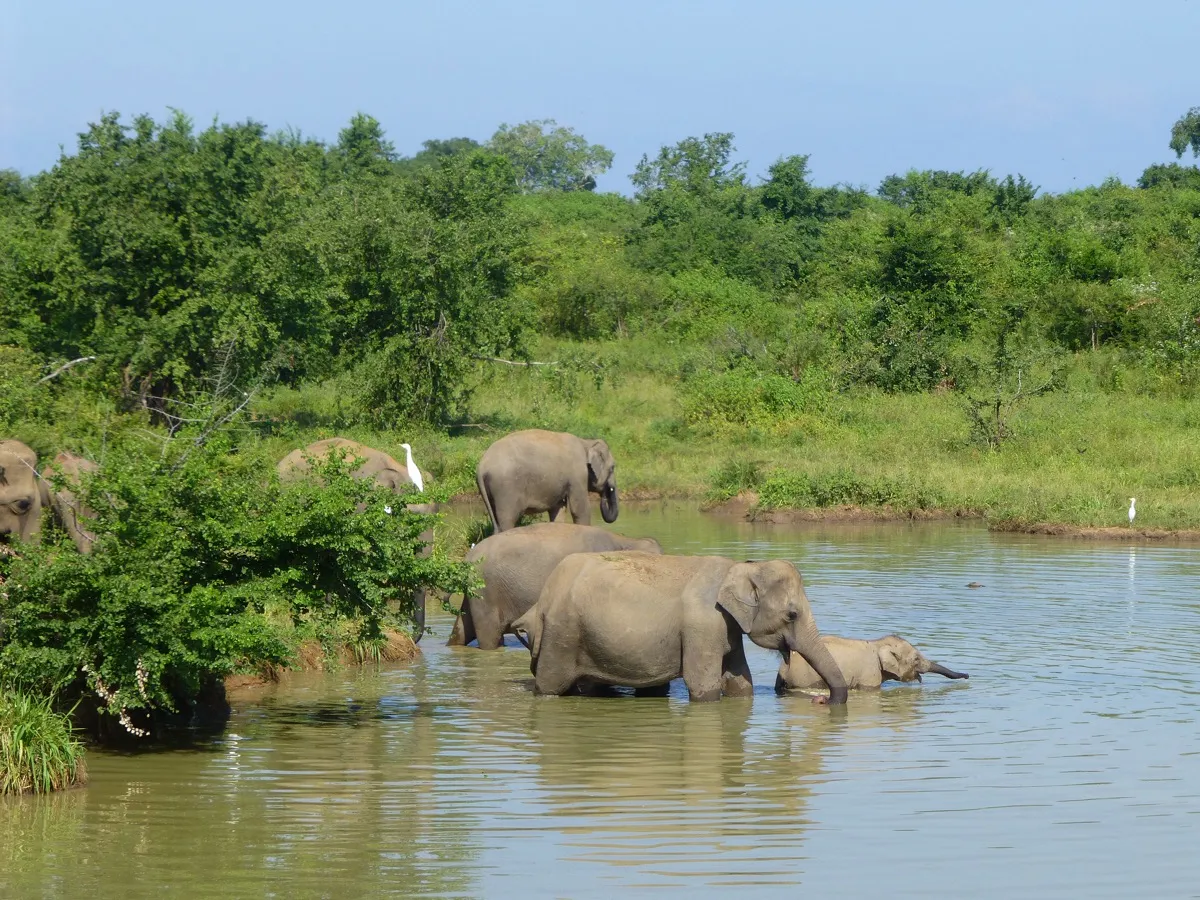 A group of elephants and a small calf wading in a waterhole fringed by green scrub
