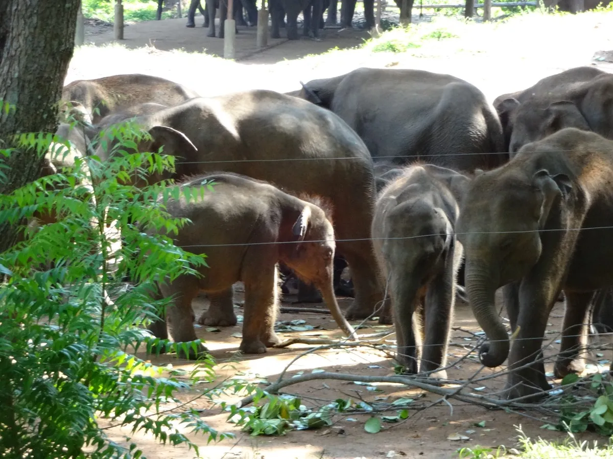 Young orphaned elephant calves at the Elephant Transit Home, Udawalawe, seen through a wire fence