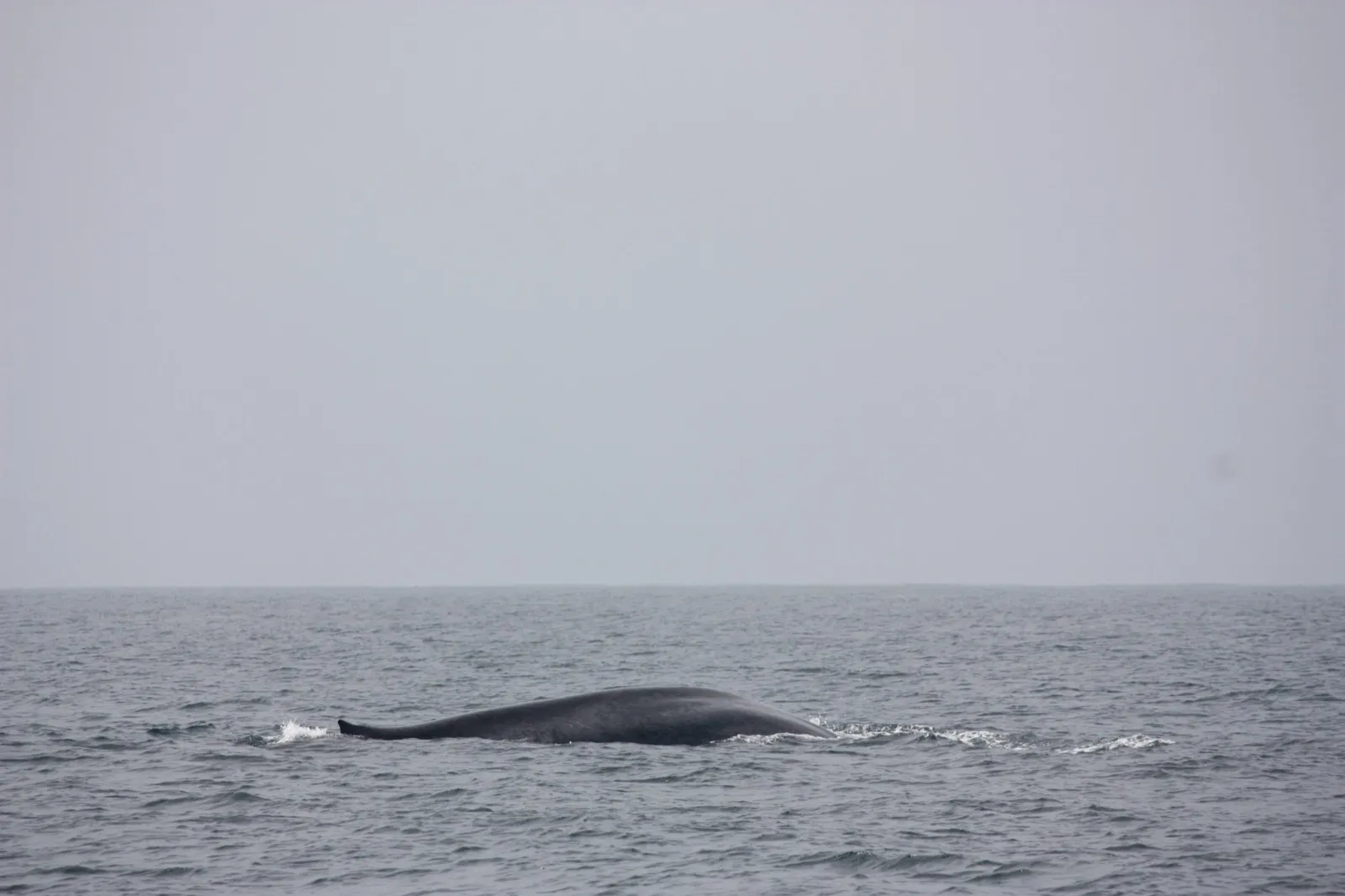 The long grey back of a blue whale breaks the surface of the sea off Mirissa, Sri Lanka