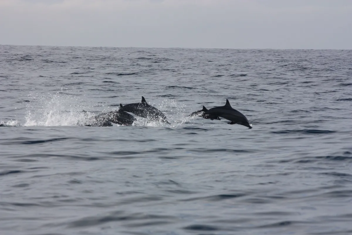 Four dolphins leap out of the sea together on a whale-watching trip from Mirissa