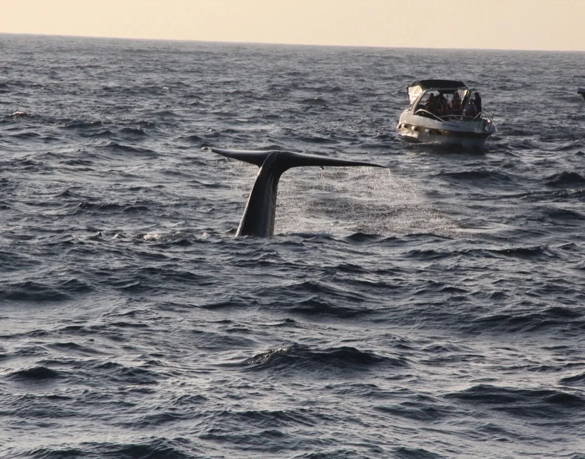 A blue whale lifts its tail to dive while two tour boats full of watchers wait close behind it