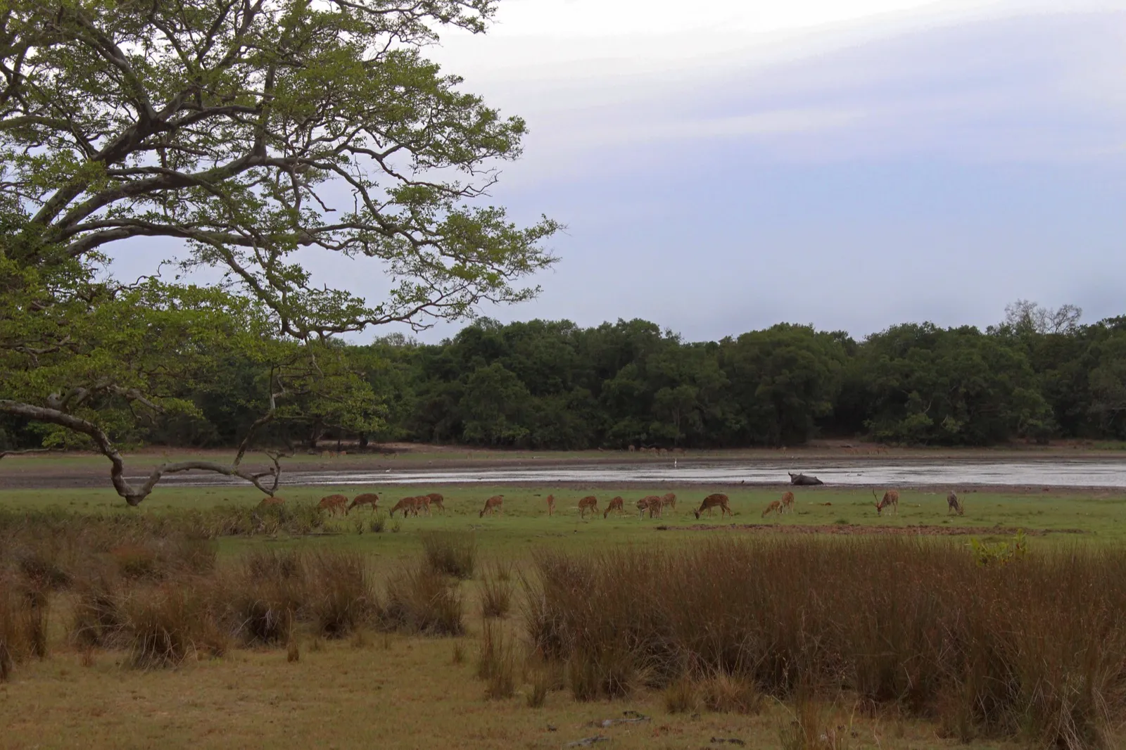 A herd of spotted deer grazing on open grassland beside a shallow villu lake in Wilpattu National Park, forest along the far shore