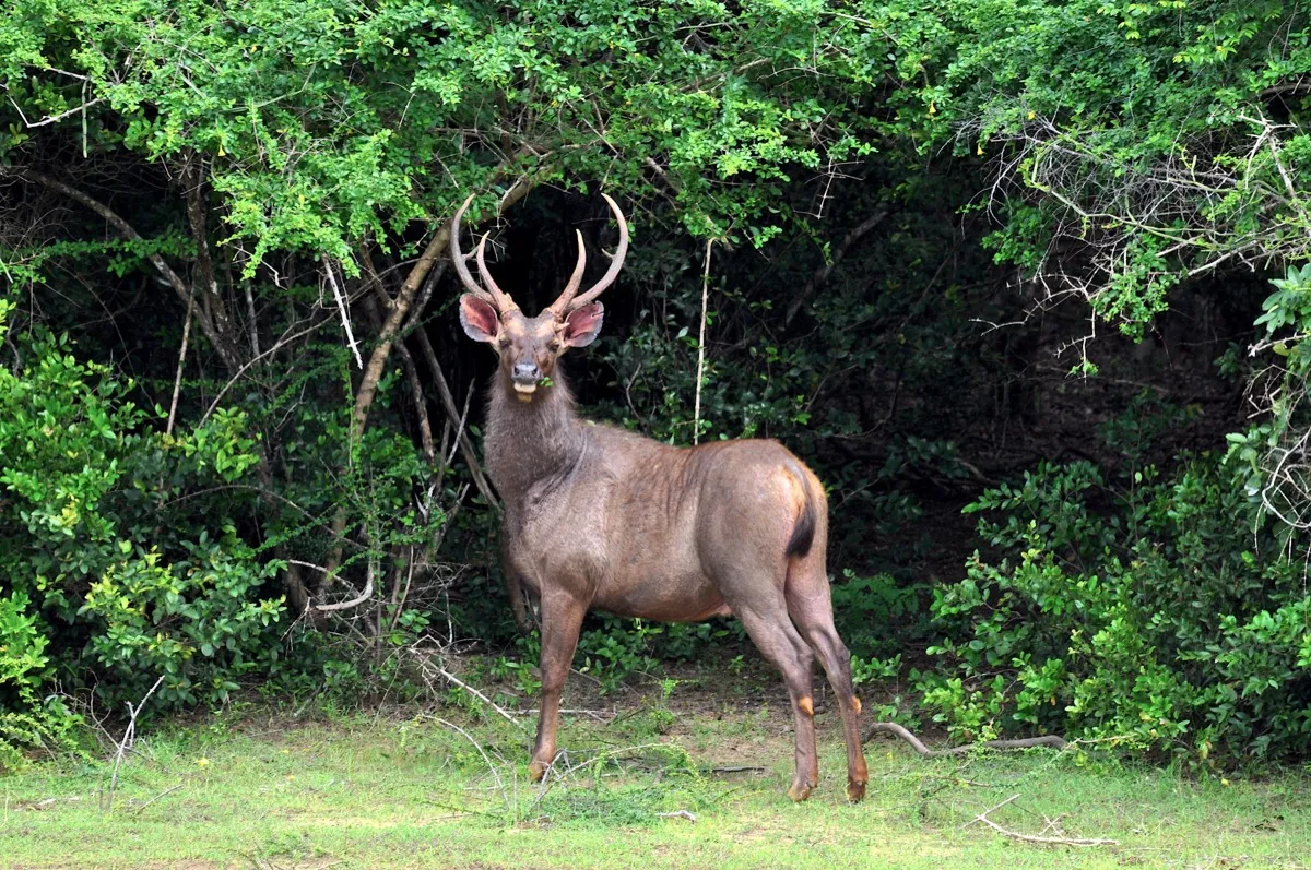 A Sri Lankan sambar stag standing alert at the edge of green scrub forest in Wilpattu National Park