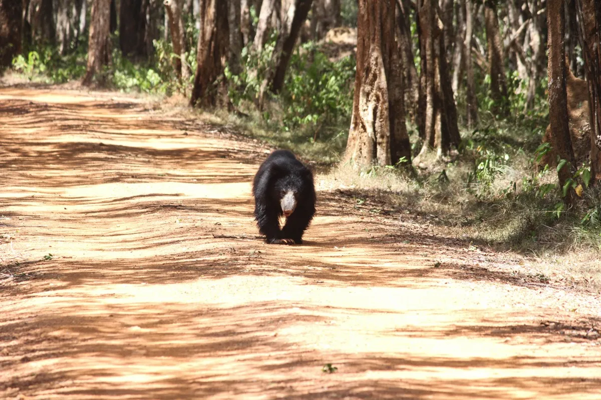 A shaggy black sloth bear with a pale muzzle walking along a sandy track through forest in Wilpattu National Park